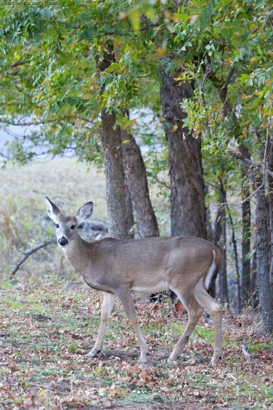 网友分享在meiguo.com上的图片