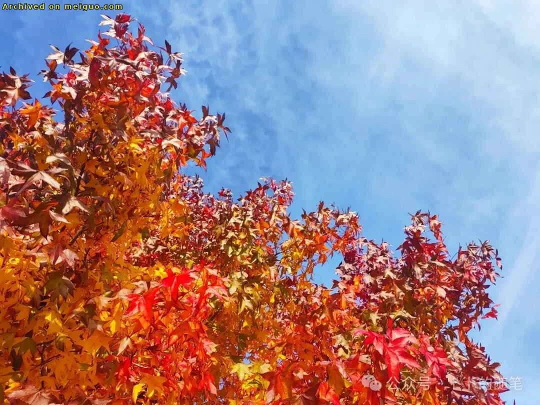 网友分享在meiguo.com上的图片